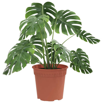 Rund Blomkruka 6 pcs Murgrön Ø 17 x 14 cm Plast