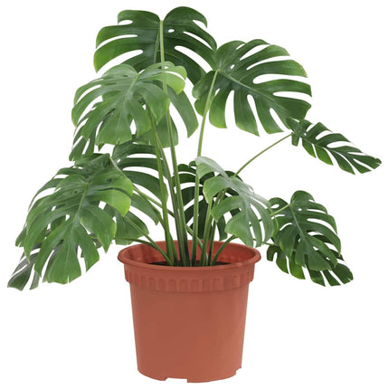 Rund Blomkruka 24 pcs Murgrön Ø 12,5 x 10 cm Plast