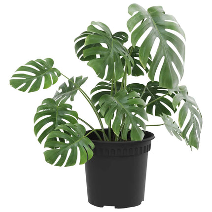 Rund Blomkruka 24 st Svart Ø 15 x 12 cm Plast