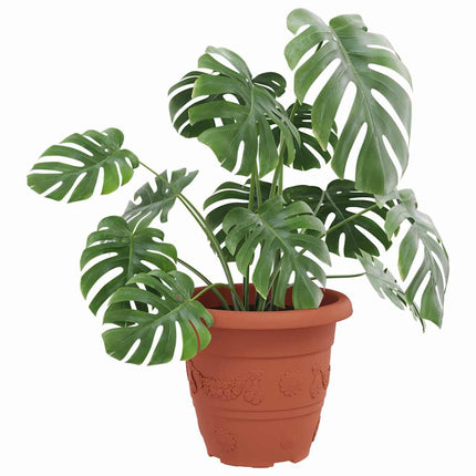 Rund Blomkruka 6 st Murgrön Ø 26 x 21.5 cm Plast