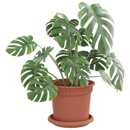 Rund Blomkruka 6 pcs Murgrön Ø 14 x 2 cm Plast