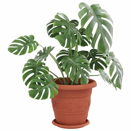 Rund Blomkruka 6 pcs Murgrön Ø 19 x 2 cm Plast