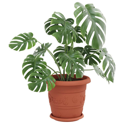 Rund Blomkruka 24 pcs Murgrön Ø 21,5 x 2,5 cm Plast