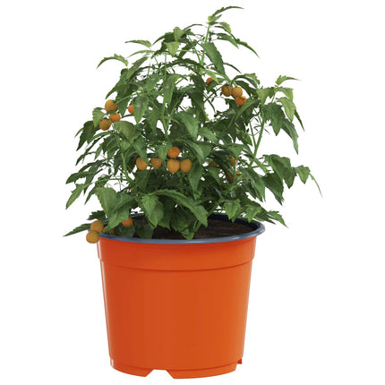 Rund Blomkruka 100 pcs Terracotta Ø 10 x 8 cm Plast