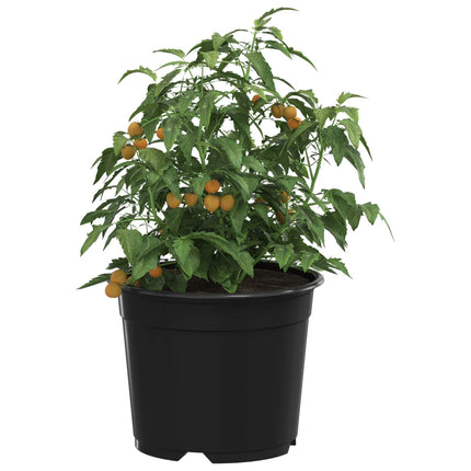 Rund Blomkruka 50 pcs Svart Ø 10 x 8 cm Plast