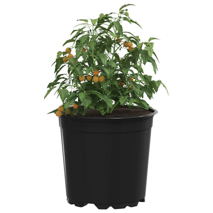 Blomkruka 50 pcs Svart Ø 15 x 13 cm Plast